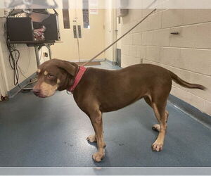 Catahoula Leopard Dog-Unknown Mix Dogs for adoption in West Palm Beach, FL, USA