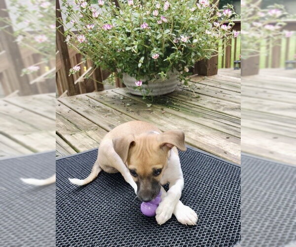 Medium Photo #4 Jack Chi Puppy For Sale in Omaha, NE, USA
