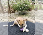 Small Photo #4 Jack Chi Puppy For Sale in Omaha, NE, USA