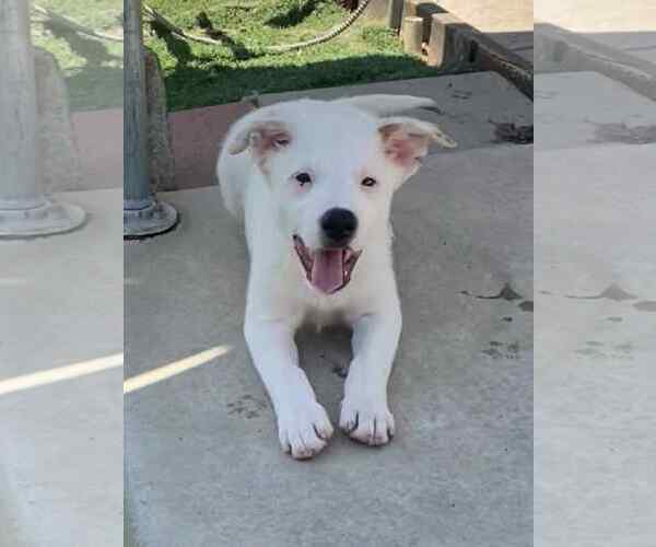 Medium Photo #9 Border Collie-Unknown Mix Puppy For Sale in La Verne, CA, USA