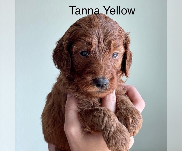 Medium Photo #21 Goldendoodle Puppy For Sale in KISSIMMEE, FL, USA