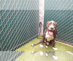 Mutt Dogs for adoption in Downey, CA, USA