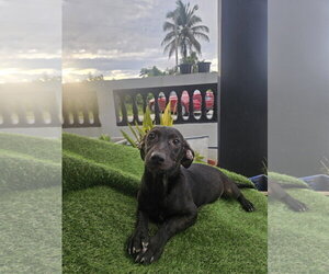 Labrador Retriever-Unknown Mix Dogs for adoption in Virginia Beach, VA, USA