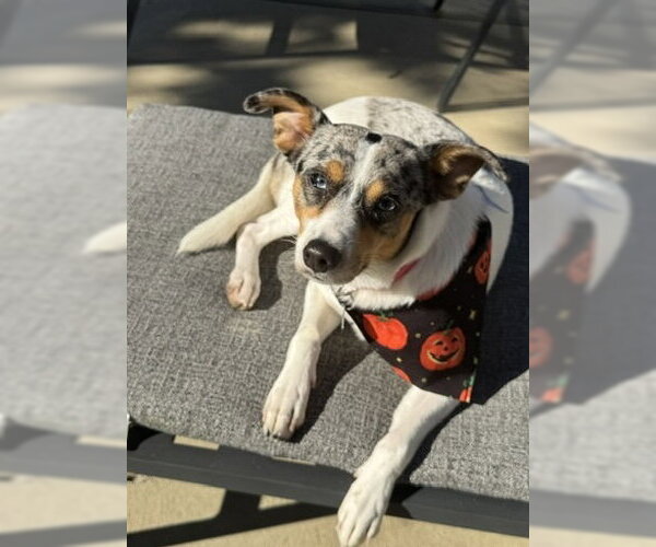 Medium Photo #1 Mutt Puppy For Sale in Oakhurst, NJ, USA
