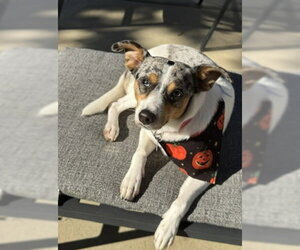 Mutt Dogs for adoption in Oakhurst, NJ, USA