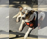 Marley - Maybe Me? - Female Mutt Dog for Adoption - Small photo