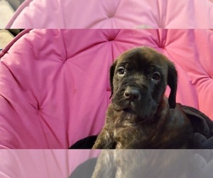 Mastiff Puppy for sale in NILES, MI, USA