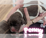 Puppy 3 English Springer Spaniel