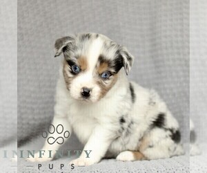 Miniature American Shepherd-Miniature Australian Shepherd Mix Puppy for sale in PARKESBURG, PA, USA