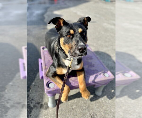 Medium Photo #44 Rottweiler-Unknown Mix Puppy For Sale in Brewster, NY, USA