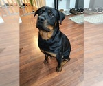 Small Photo #1 Rottweiler Puppy For Sale in VANCOUVER, WA, USA