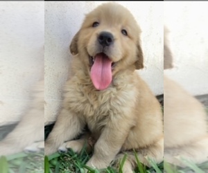 Golden Retriever Puppy for sale in SANTA ANA, CA, USA