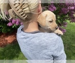 Small Photo #4 Labrador Retriever Puppy For Sale in BREWSTER, WA, USA