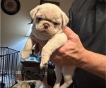 Puppy reserved Pug