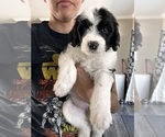 Puppy Strawberry Sheepadoodle