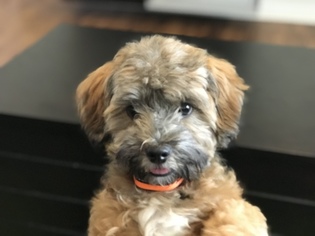 Lhasa-Poo Puppy for sale in BREINIGSVILLE, PA, USA