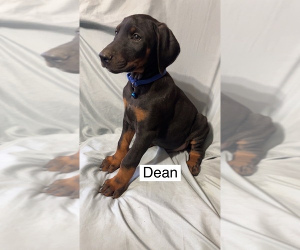 Medium Photo #5 Doberman Pinscher Puppy For Sale in POMEROY, OH, USA