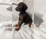 Small #4 Doberman Pinscher
