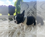 Small Photo #3 French Bulldog Puppy For Sale in DRY RIDGE, KY, USA