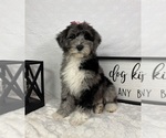 Small #4 Bernedoodle (Miniature)