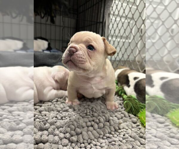 Medium Photo #2 French Bulldog Puppy For Sale in MISSION, TX, USA