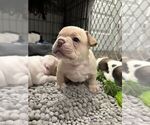 Small #1 French Bulldog