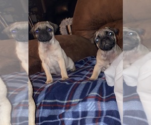 Pug Puppy for sale in LUBBOCK, TX, USA