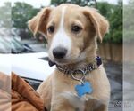 Small #5 Colonial Cocker Spaniel Mix
