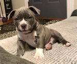 Small Photo #1 American Bully Puppy For Sale in NIXA, MO, USA
