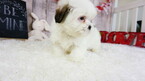 Small Photo #6 Mal-Shi Puppy For Sale in LAS VEGAS, NV, USA