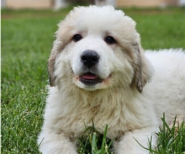 Medium Photo #1 Great Pyrenees Puppy For Sale in FLOYD, VA, USA