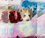 Small Photo #11 Siberian Husky Puppy For Sale in HESPERIA, CA, USA