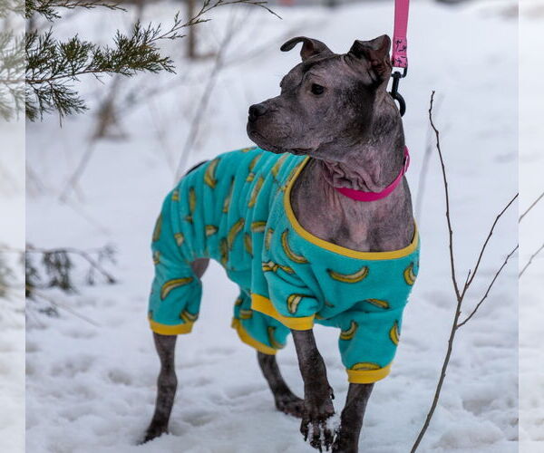Medium Photo #14 Staffordshire Bull Terrier-Unknown Mix Puppy For Sale in Princeton, MN, USA
