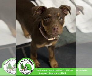 Mutt Dogs for adoption in Stroudsburg, PA, USA