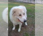 Small #5 Great Pyrenees