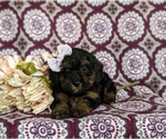 Small Photo #5 Poovanese Puppy For Sale in STRASBURG, PA, USA