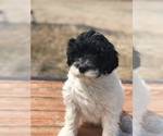 Small Photo #8 Portuguese Water Dog Puppy For Sale in STERLING, CO, USA