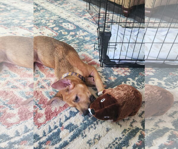 Medium Photo #2 Shepradors Puppy For Sale in Princeton, MN, USA
