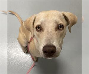 Labrador Retriever-Unknown Mix Dogs for adoption in St. Cloud, FL, USA