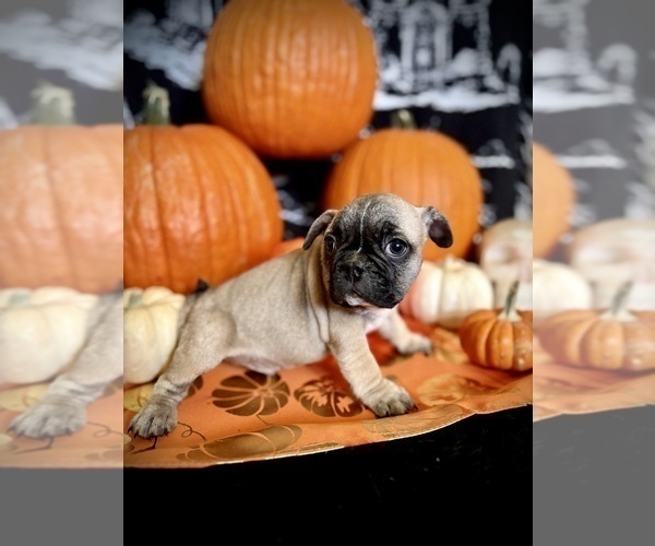 Medium Photo #1 French Bulldog Puppy For Sale in YUCCA VALLEY, CA, USA