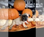 Puppy 1 French Bulldog