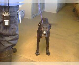 Mutt Dogs for adoption in Sacramento, CA, USA