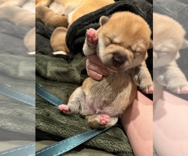 Medium Photo #4 Shiba Inu Puppy For Sale in ZIONSVILLE, IN, USA