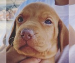 Small Photo #4 Vizsla Puppy For Sale in AGUA DULCE, CA, USA