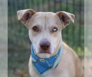 German Shepherd Dog-Unknown Mix Dogs for adoption in San Antonio, TX, USA