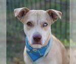 PALOMA - Female German Shepherd Dog-Unknown Mix Dog for Adoption - Small photo
