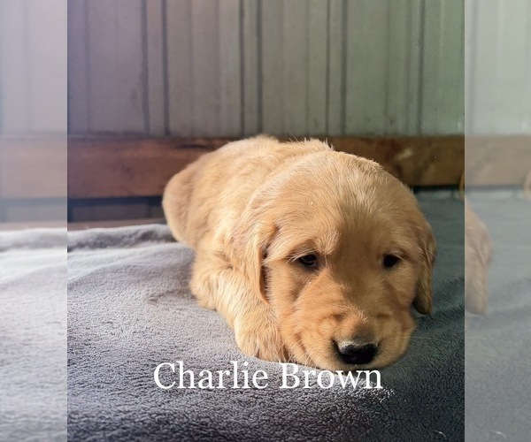 Medium Photo #11 Golden Retriever Puppy For Sale in LE ROY, MN, USA