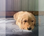 Small Photo #11 Golden Retriever Puppy For Sale in LE ROY, MN, USA