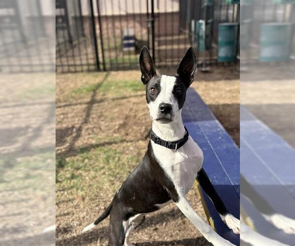 Medium Photo #3 Mutt Puppy For Sale in San Antonio, TX, USA