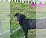 Small #1 Catahoula Leopard Dog Mix